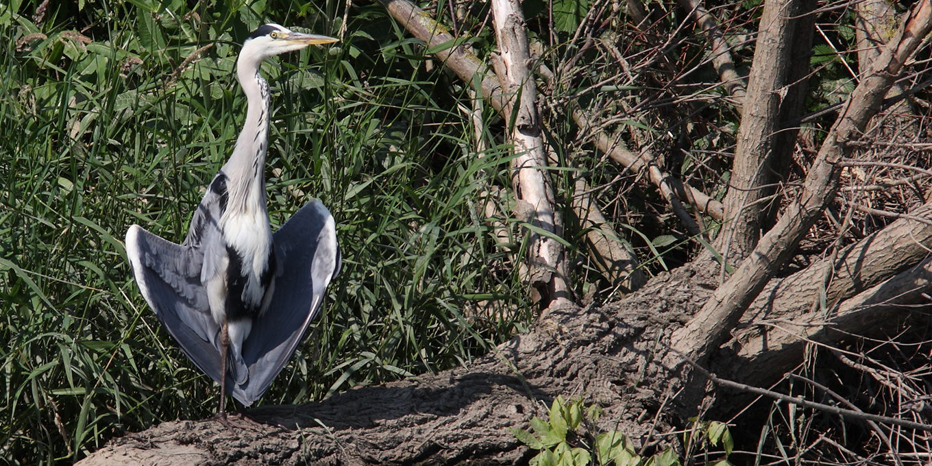 À la découverte de la héronnière de La Charité-sur-Loire sur l'île du faubourg